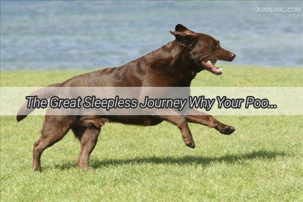 The Great Sleepless Journey Why Your Pooch Cant Find a Comfortable Spot